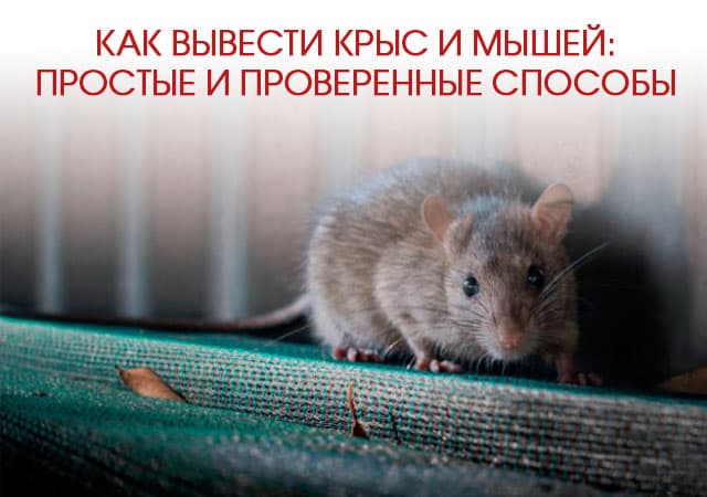 Как вывести крыс и мышей в Истре: простые и проверенные способы